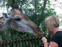 Giraffe feeding - Singapore zoo