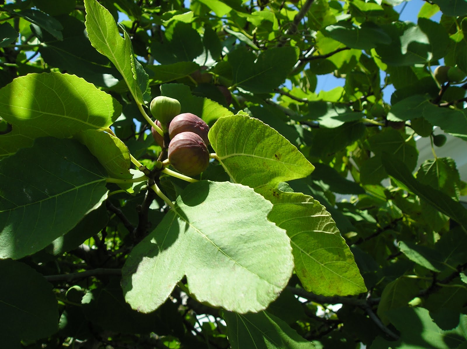 Ocracoke Island Journal Island Fig Trees