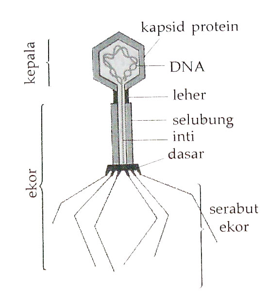 Struktur Tubuh Virus Dan Bagian Bagiannya Berbagai Struktur