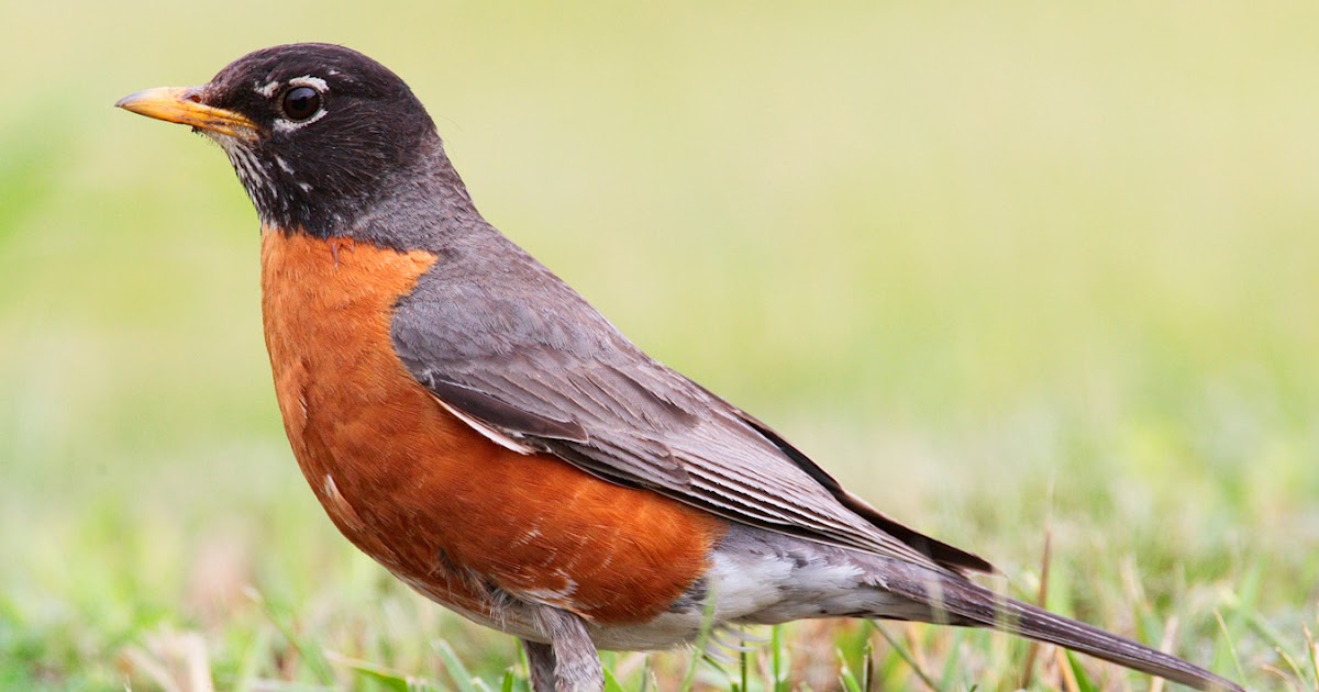 My Story Lives: About a Robin