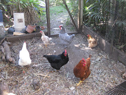 leg scaly chickens treating mite did
