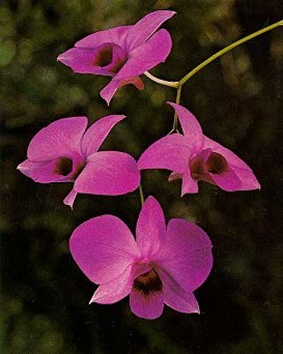 AKIFAH AGTRIA: 10 bunga paling cantik dan mahal di dunia
