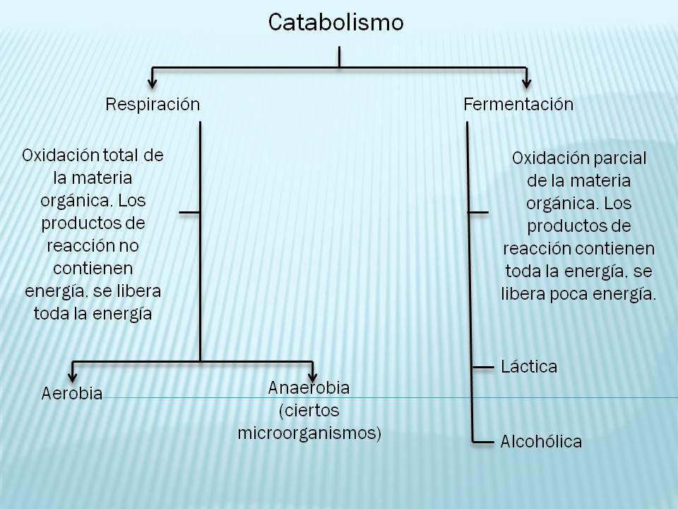 La mayor parte de la población con alimentos acelerar metabolismo
