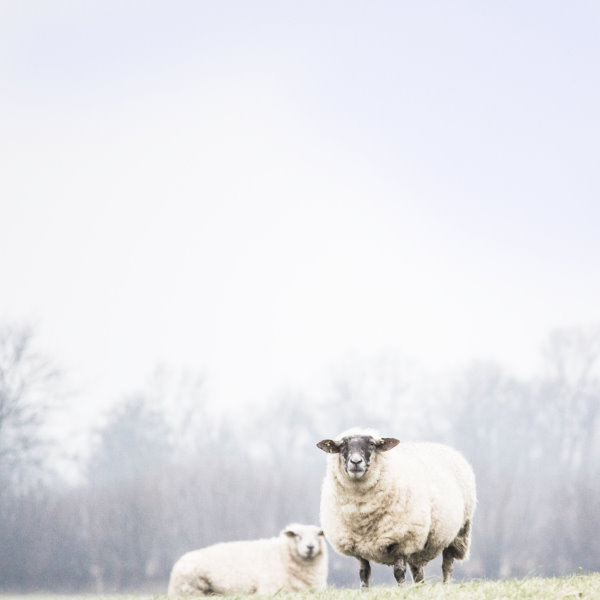 Schafe in Schleswig-Holstein