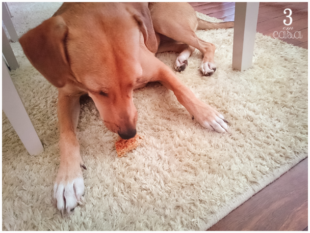 biscoito e cachorro