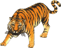 Tiger Clipart