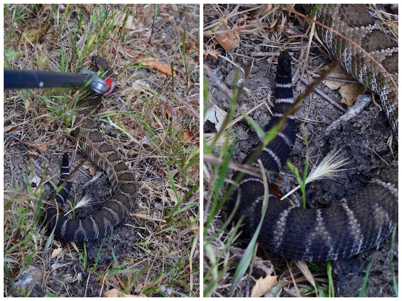 Dipper Ranch The Last Purple Rattlesnake