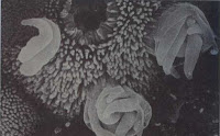 http://sciencythoughts.blogspot.co.uk/2015/08/cryptosporidium-discovery-at-water.html