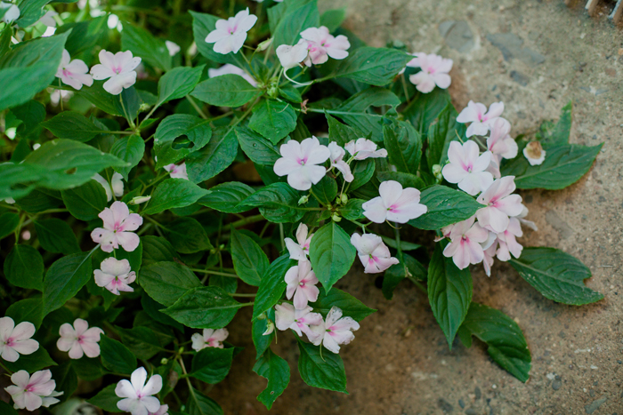 pink flowers tiny pink flowers