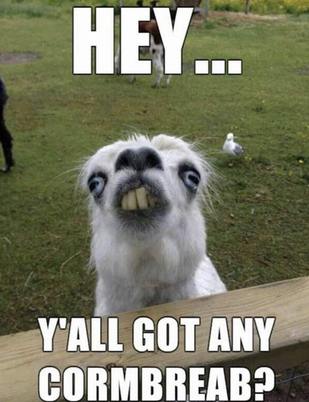 30 Funny Animal Captions Part 56 30 Pics Amazing Creatures