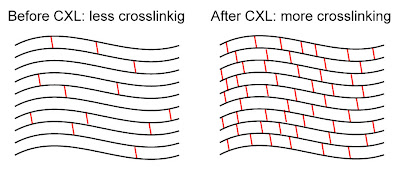 Before and after crosslinking