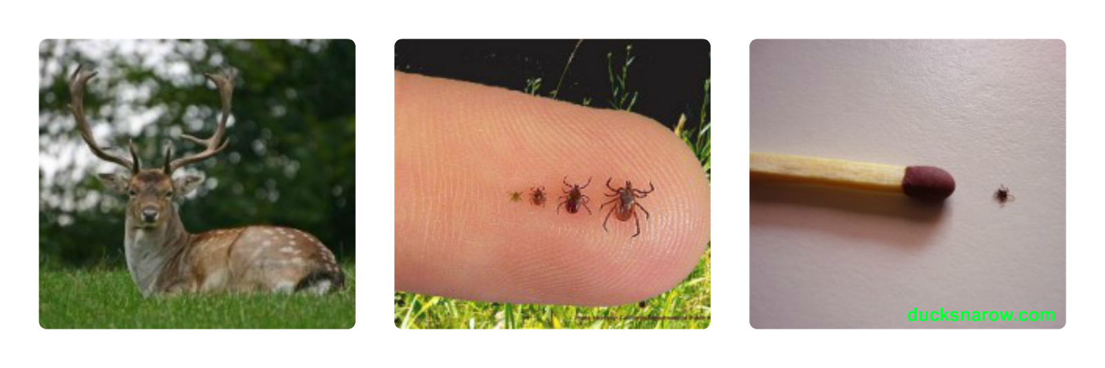 Ticks Infected ticks carry Lyme Disease #lymedisease #ticks #deer Ducks 'n a Row