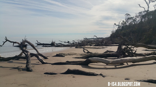 Big Talbot Island with UNF's Environmental Center Beach, Driftwood, Jacksonville