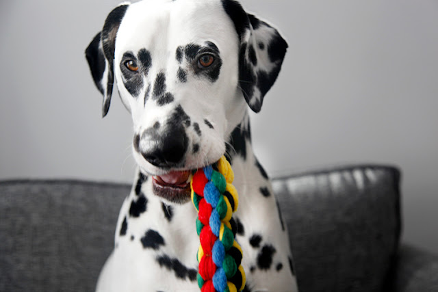 DIY Olympic-Inspired Dog Tug Toy Ideas Olympic ring coloured woven fleece dog tug toy