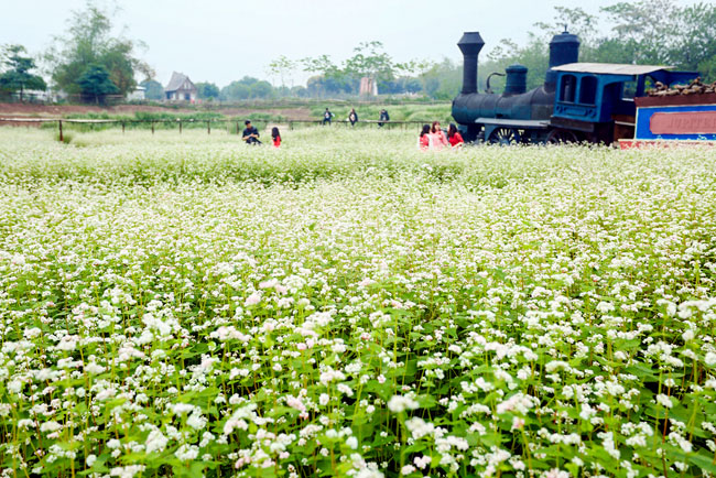 Vườn hoa tam giác mạch nở trái mùa ở ngoại ô Hà Nội đẹp mê hồn