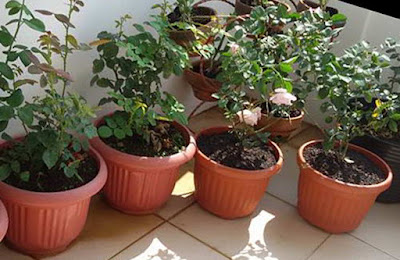 Planting Roses in Polybag and Pots Planting Roses in Polybag and Pots