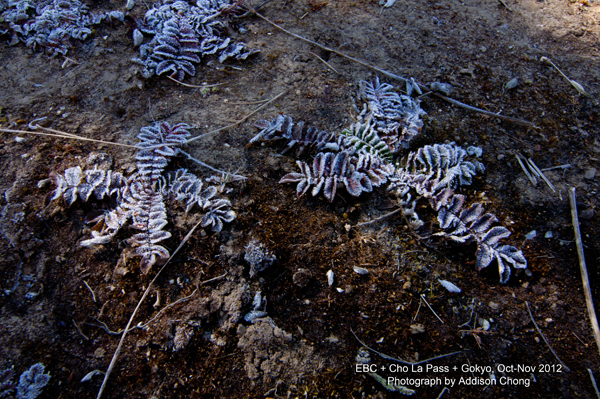 Ice Plant