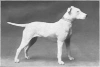 "Bull Terrier" circa 1915