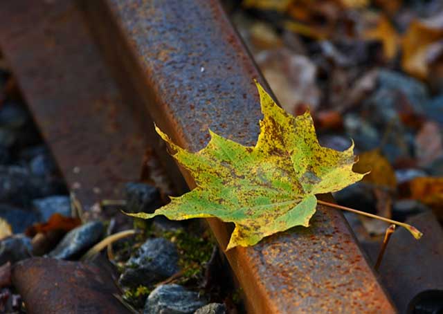 leaf+on+line.jpg