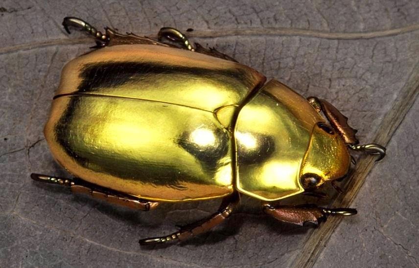 Biboca Ambiental Besouros Joias Da Natureza