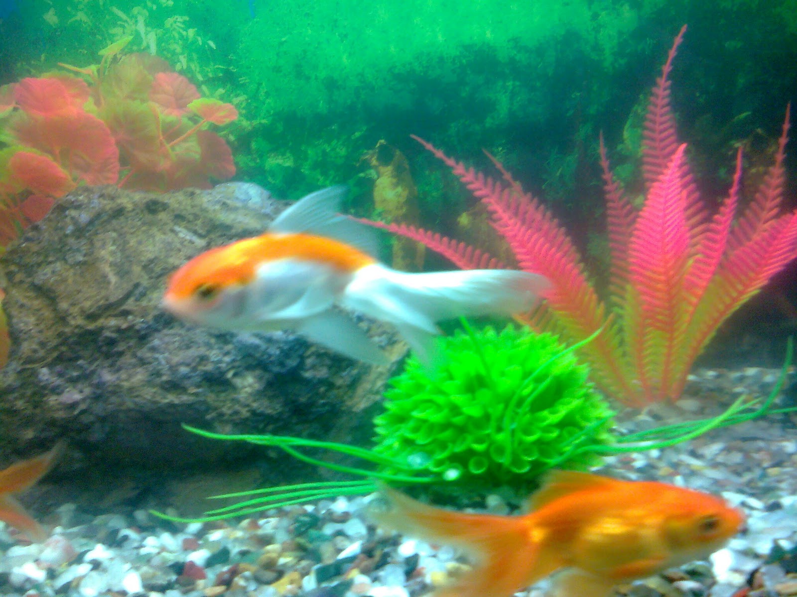 Pet Shop Ahmedabad gold fish aquarium
