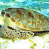 Sea Turtle - Sea Turtles Diet