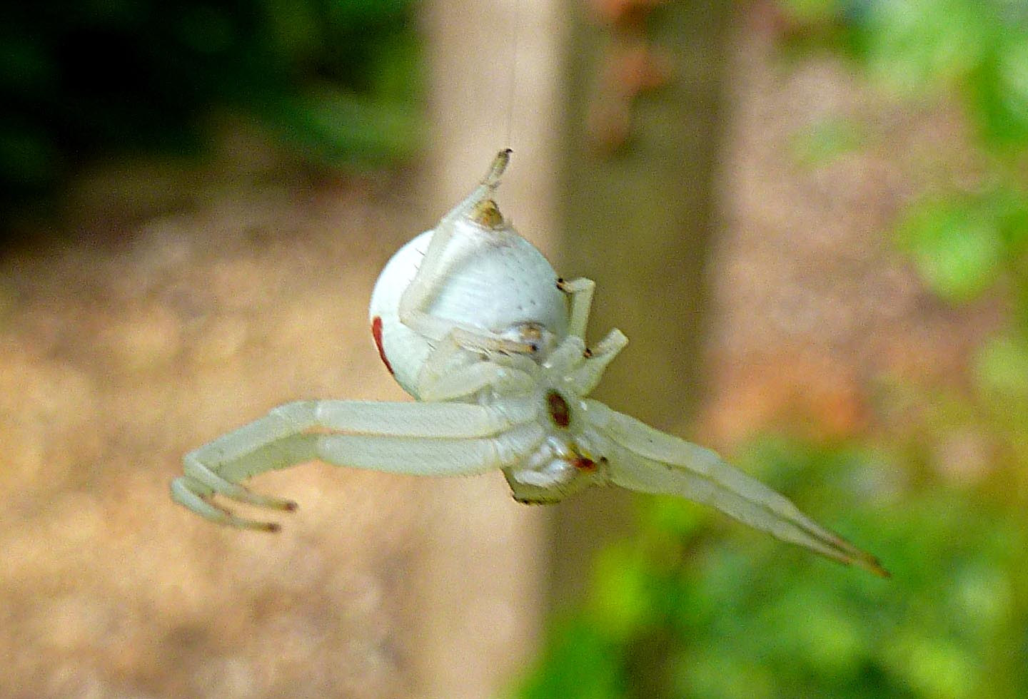 Living the life in SaintAignan White "crab spiders"