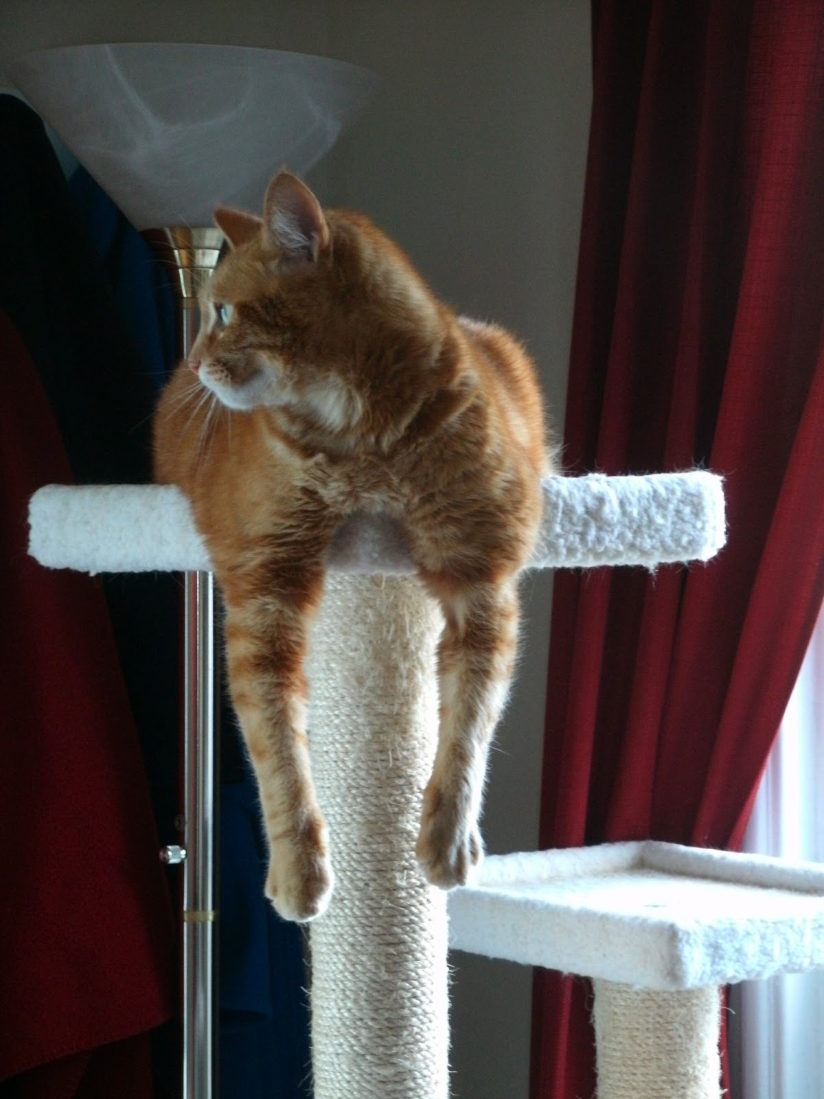 The Very Best Cats How's It Hanging?