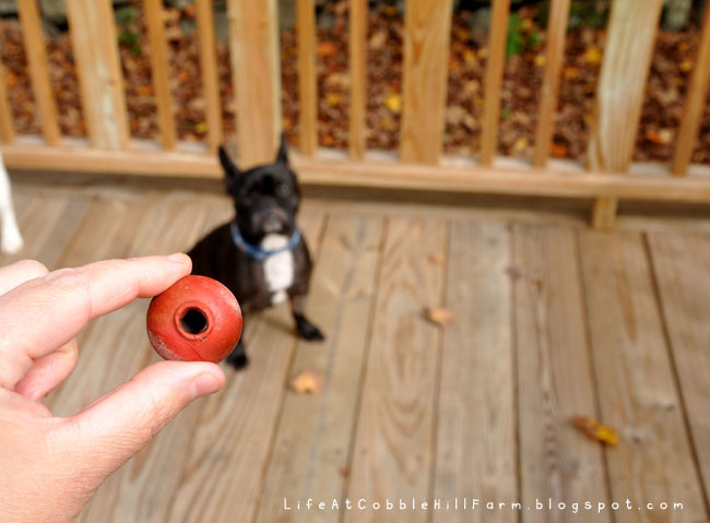 My dog swallowed a defective Kong toy piece and the company won't stand behind it