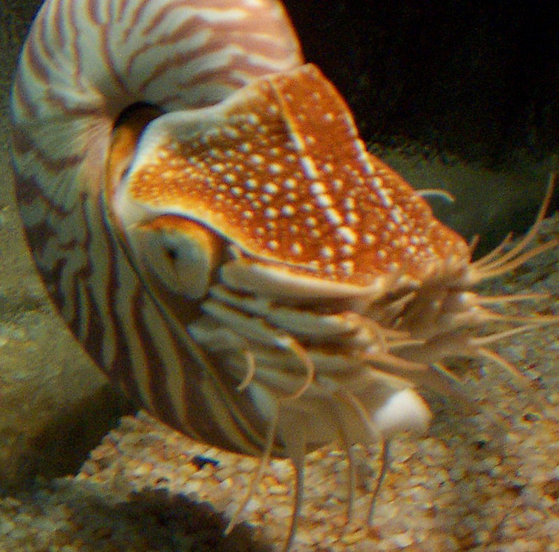 Artes de Pesca: MOLUSCOS
