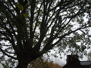 Tree Surgeon up the oak tree (in the rain)
