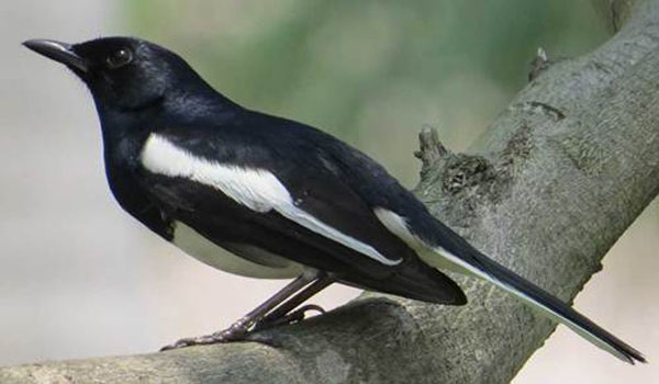 harga burung kacer poci