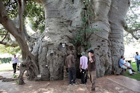 Sunland Baobab Bar Limpopo Province South-Africa