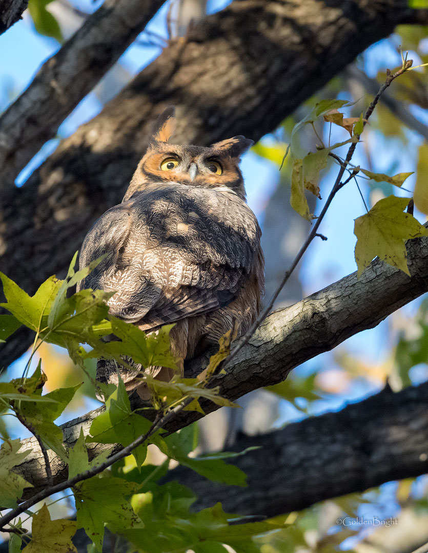 See What I See by Larry Great Horned Owl (NJ)