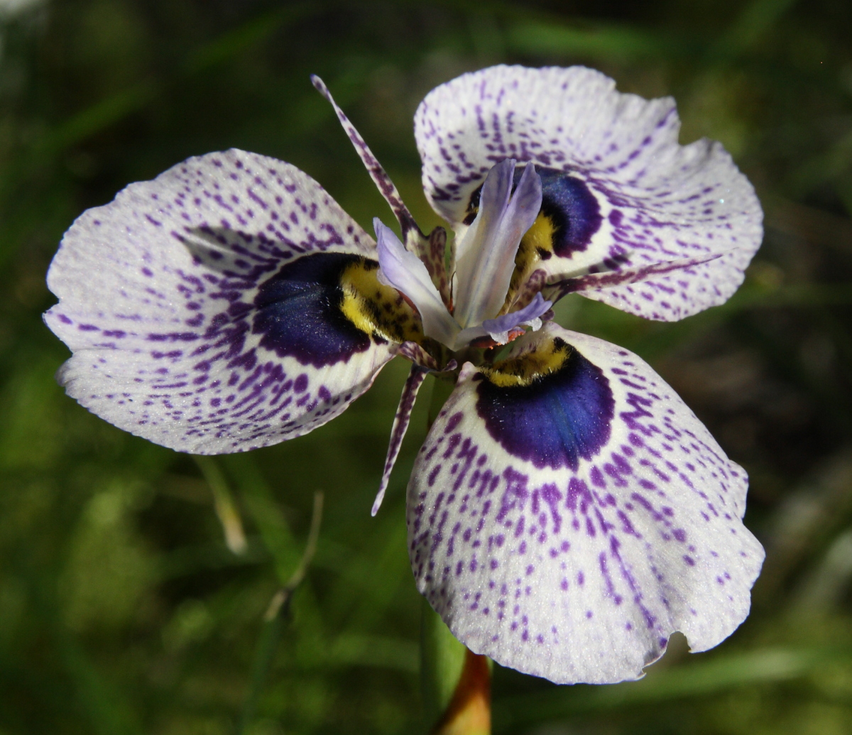 Growing Cool Plants Moraea MM 13136