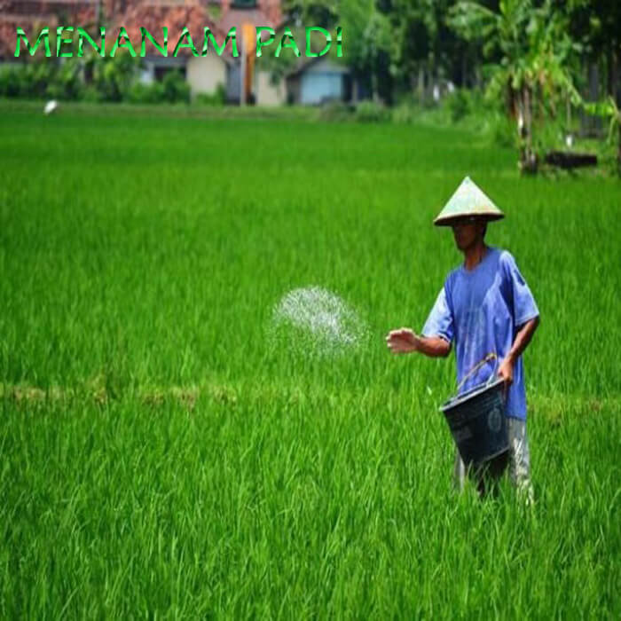 7 Cara Menanam Padi Yang Baik Dan Benar