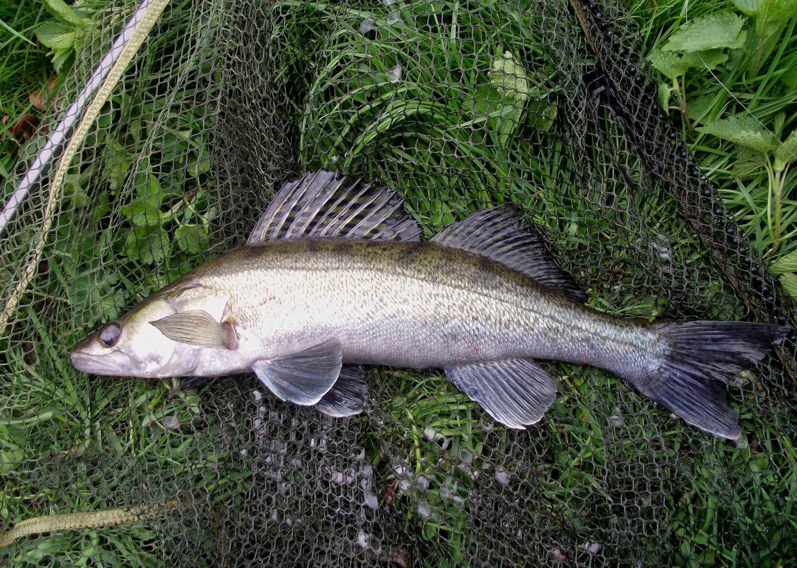 судак речной. судак 14 кг. самый большой судак.