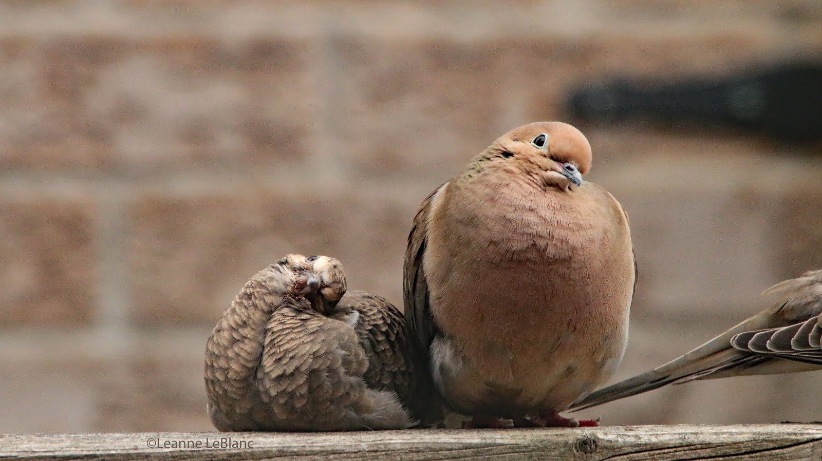 Baby Doves! Nature Notes Blog