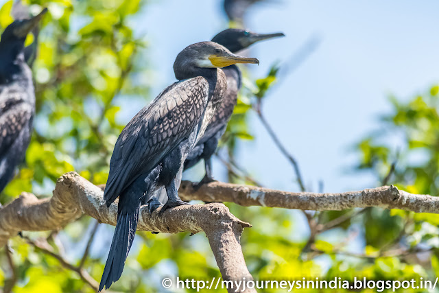 Ranganathittu Birds Cormorant