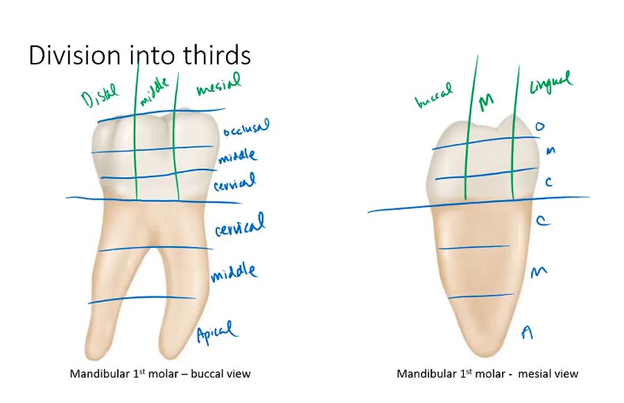COURSE Dental Anatomy Vocabulary