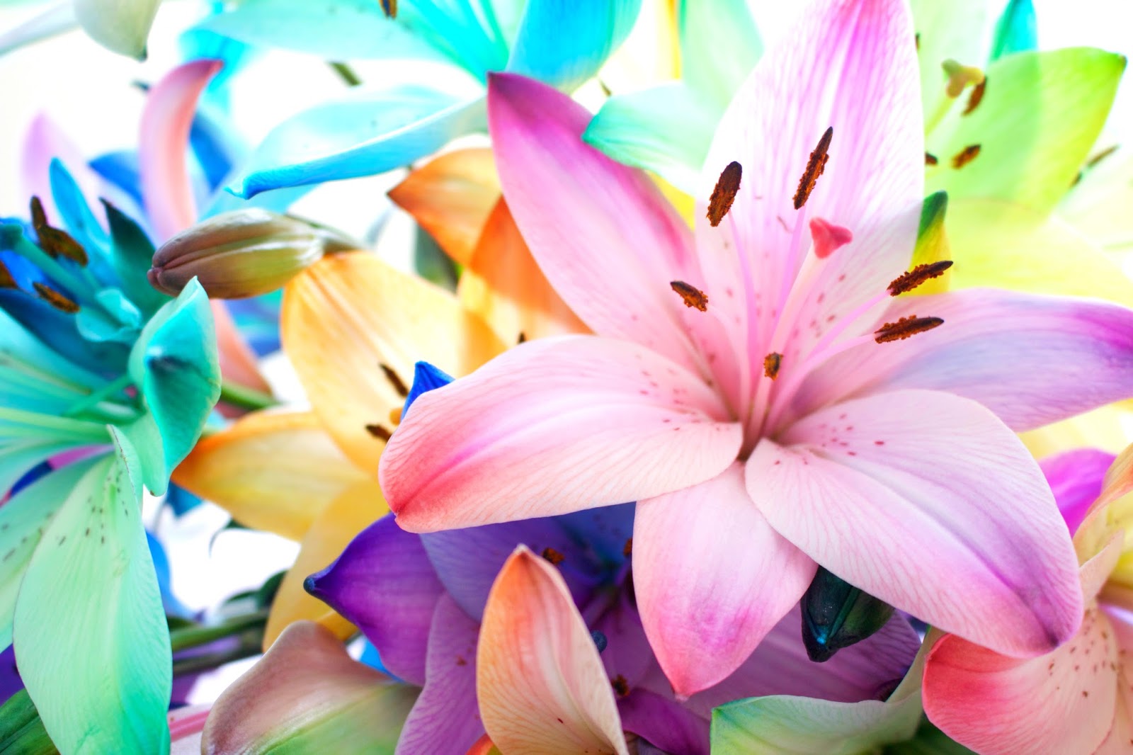 Pin by Aitch Cee on Wedding Affordable flowers, Flowers by post, Rainbow bouquet