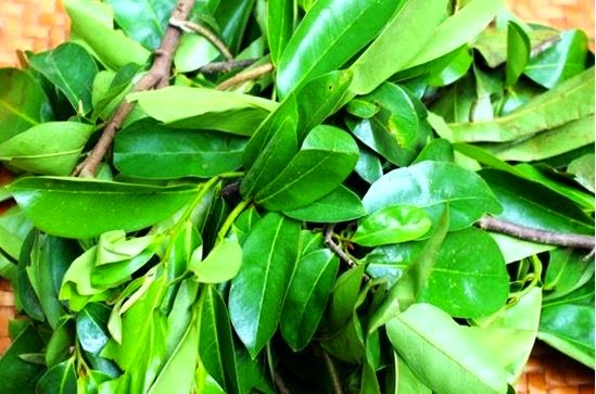 Manfaat daun sirsak Manfaat daun sirsak