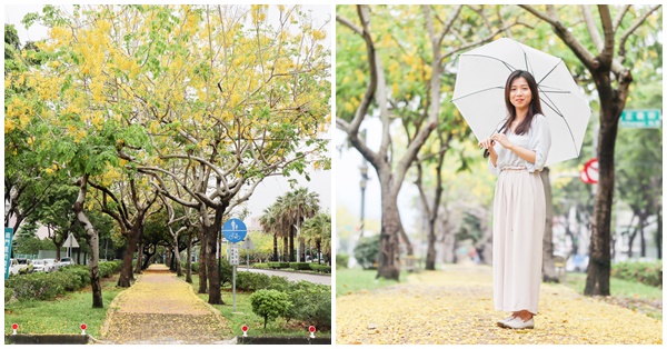 台中南區興大綠園道賞阿勃勒黃金雨,黃金花毯大道美照好好拍 台中南區興大綠園道賞阿勃勒黃金雨,黃金花毯大道美照好好拍