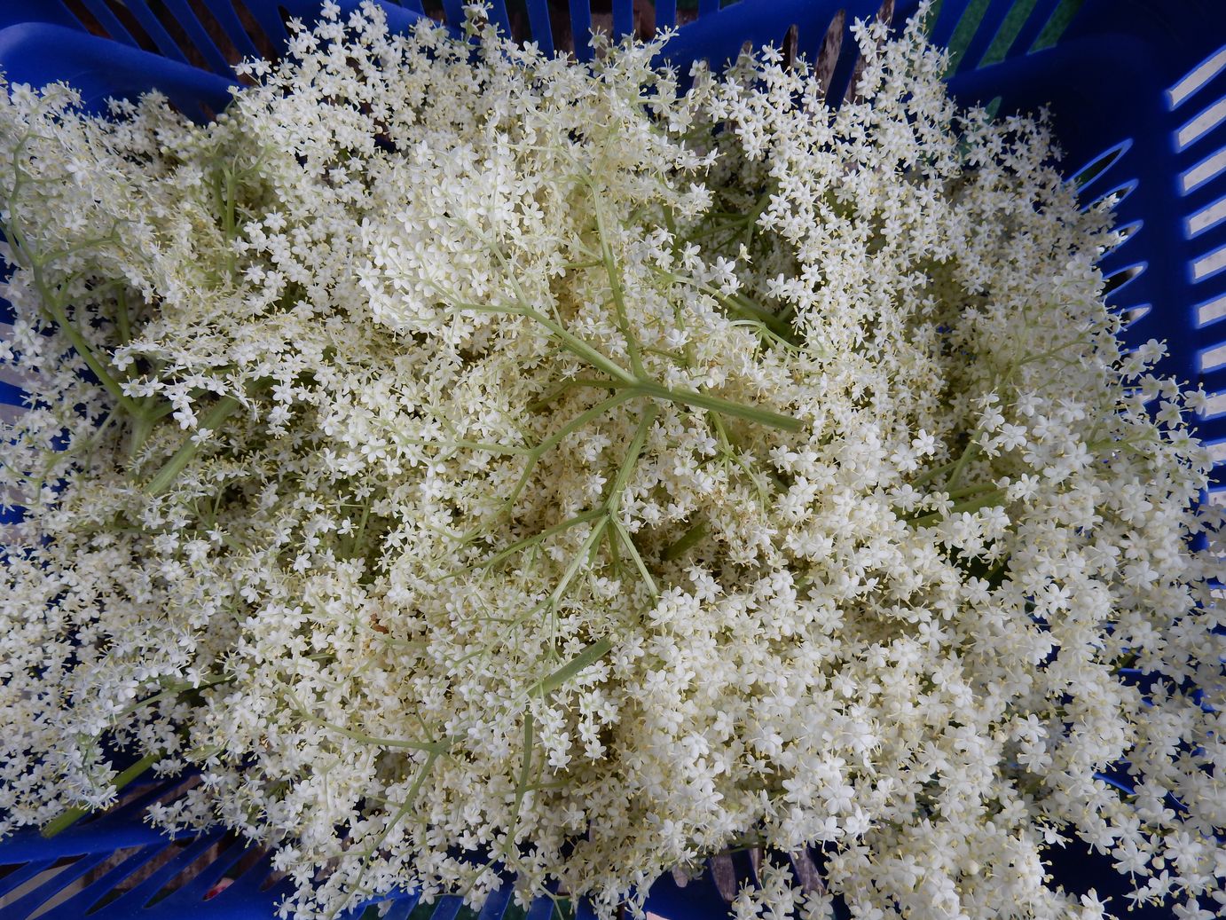 LisaCuisine: Holunderblüten Sirup