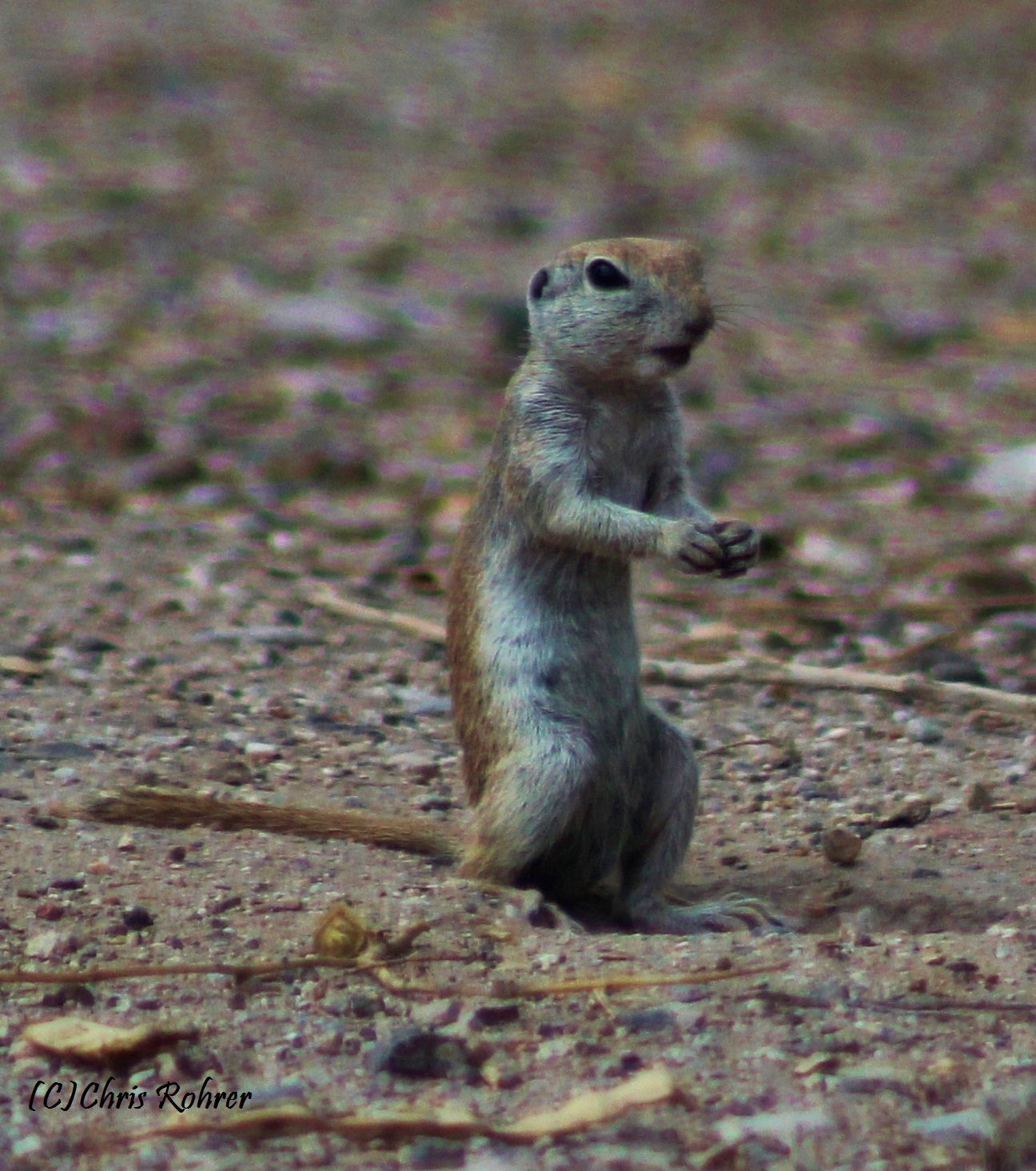 Can Dogs Eat Mesquite Beans