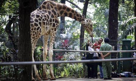 Tempat wisata kebun binatang ragunan Jakarta