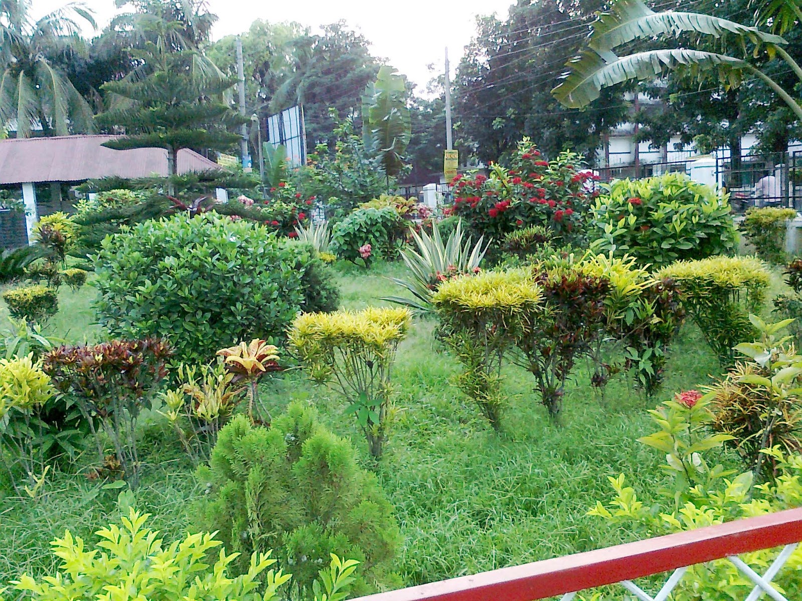 Natural Picture: Flower garden