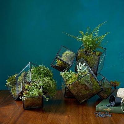 Must Have Terrariums For Your Home Cube Terrarium