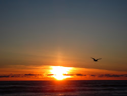 sunset flying beach bird backgrounds website wallpapers