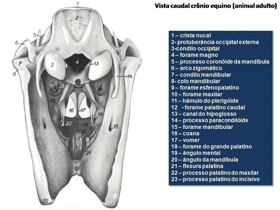 anatomia-equino-cabeça-atlas-pdf-grátis-libros-de-veterinaria-livros-baixar-gratis
